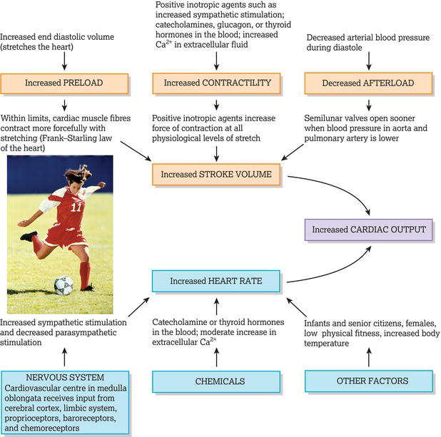 Factors that increase cardiac output. Source: Reproduced from Tortora and Derrickson () with permission of John Wiley & Sons.