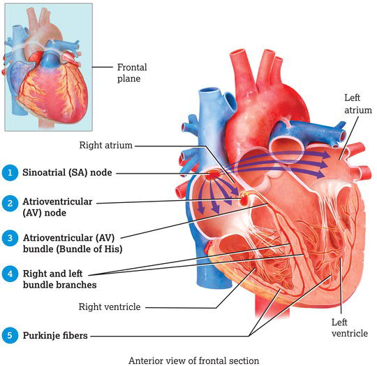 Conduction system of the heart. Auto‐rhythmic fibres in the SA node, located in the right atrial wall, act as the heart's pacemaker, initiating cardia