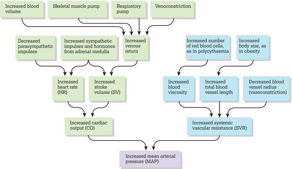 Factors that lead to an increase in blood pressure. Changes noted within green boxes increase cardiac output, whereas changes noted within blue boxes 