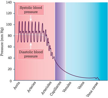 Blood pressures in various parts of the cardiovascular system. The white line is the mean (average) blood pressure in the aorta, arteries and arteriol