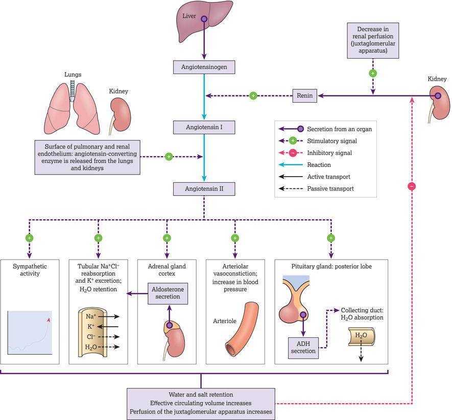 The renin–angiotensin–aldosterone system. Source: Reproduced with permission of Soupvector – Own work, CC BY‐SA 4.0 https://commons.wikimedia.org/w/in