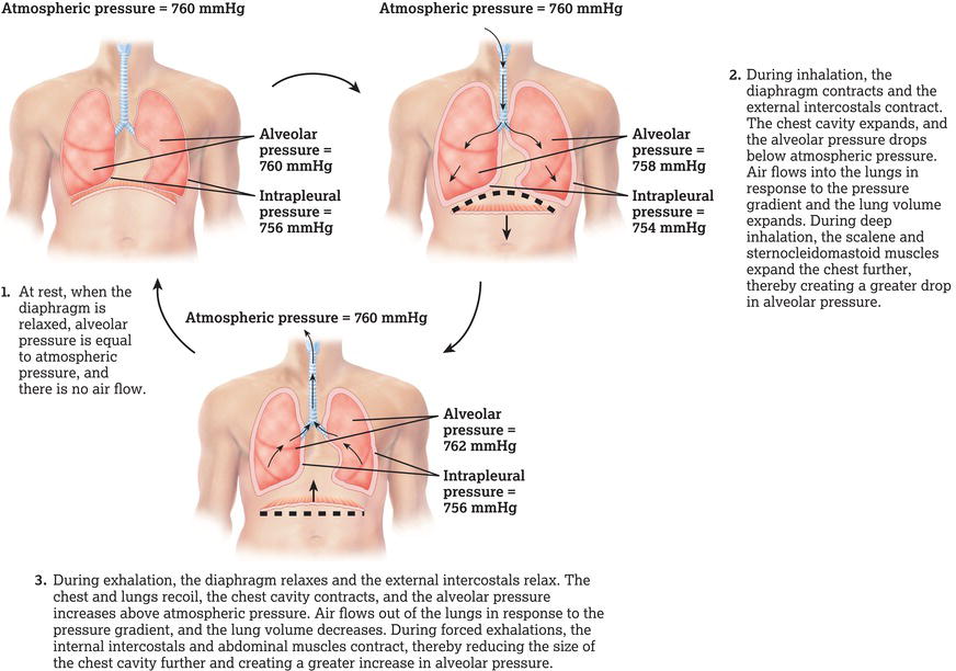 Pressure changes in pulmonary ventilation. Source: Reproduced from Tortora and Derrickson () with permission of John Wiley & Sons.