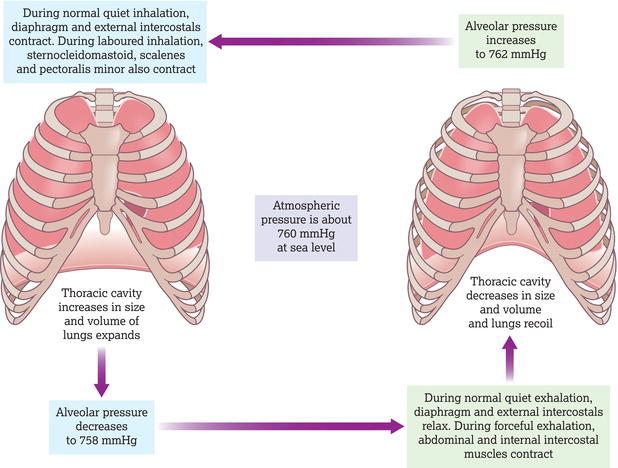 Summary of events of inhalation and exhalation. Source: Reproduced from Peate and Wild () with permission of John Wiley & Sons.