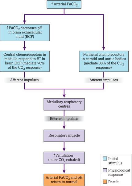 Negative feedback mechanisms by which changes in PaCO2 and blood pH regulate ventilation. Source: Marieb and Hoehn ().