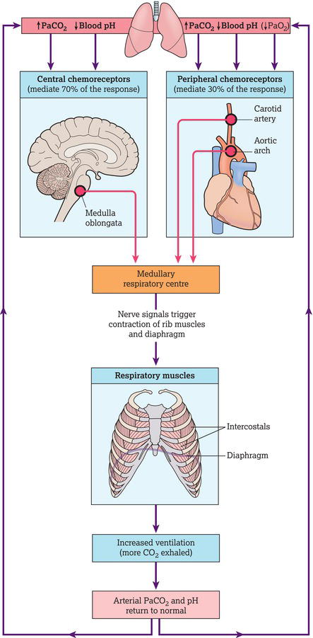 Factors that influence rate and depth of breathing. Source: Marieb and Hoehn ().