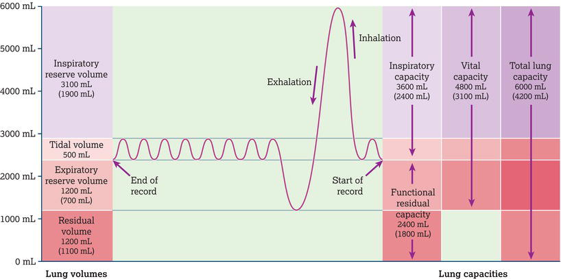 Spirogram of lung volumes and capacities. The average values for a healthy average male and female are indicated, with the values for a female in pare