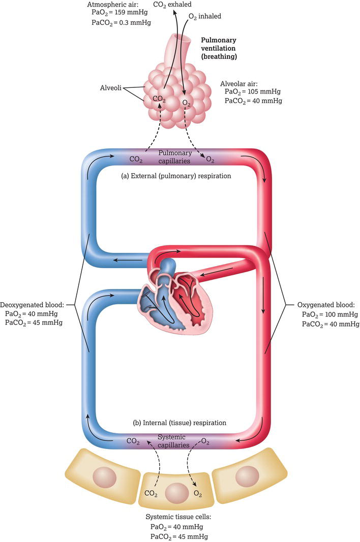 Changes to partial pressures of oxygen and carbon dioxide (in mmHg) during internal and external respiration. Source: Reproduced from Tortora and Derr