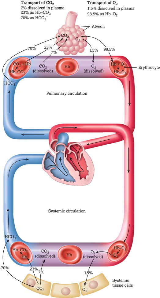 Transport of oxygen (O2) and carbon dioxide (CO2) in the blood. Source: Reproduced from Tortora and Derrickson () with permission of John Wiley & Sons