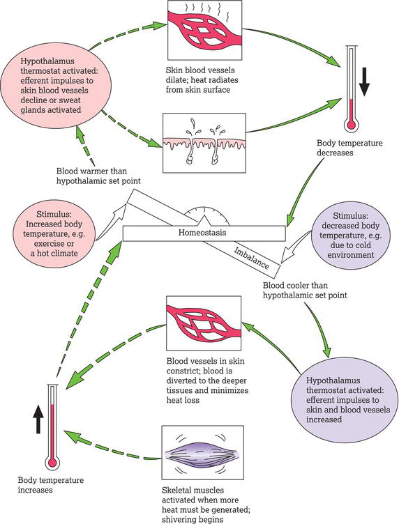 Mechanisms of body temperature regulation.