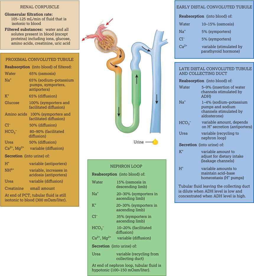 Summary of filtration, reabsorption and secretion in the nephron and collecting duct. Source: Reproduced from Tortora and Derrickson () with permissio