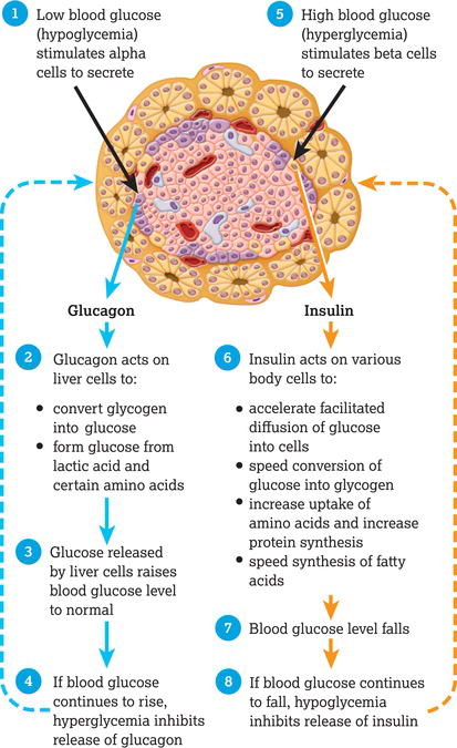 Negative feedback regulation of the secretion of glucagon and insulin Source: Reproduced from Tortora and Derrickson () with permission of John Wiley 