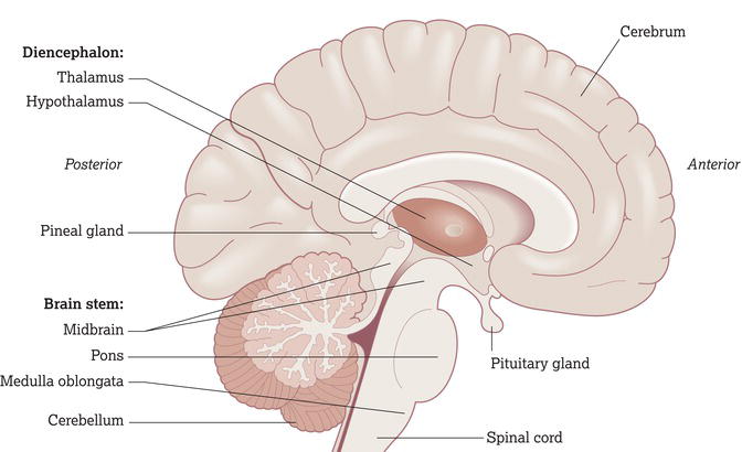 The brain. Source: Reproduced from Peate and Wild () with permission of John Wiley & Sons.