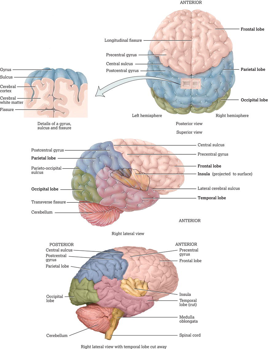 The cerebrum. Source: Reproduced from Tortora and Derrickson () with permission of John Wiley & Sons.