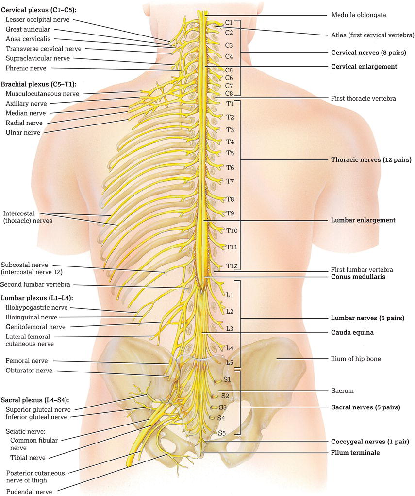 External anatomy of the spinal cord and the spinal nerves (posterior view). Source: Reproduced from Tortora and Derrickson () with permission of John 