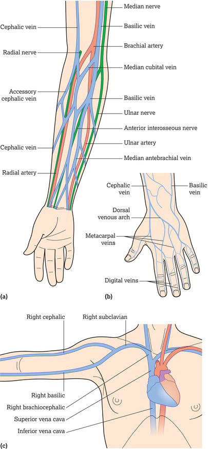 (a) Superficial veins of the forearm. (b) Superficial veins of the dorsal aspect of the hand. (c) Central veins and veins of the upper arm.