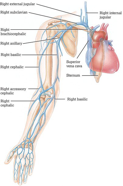 Anterior view of the superficial veins.