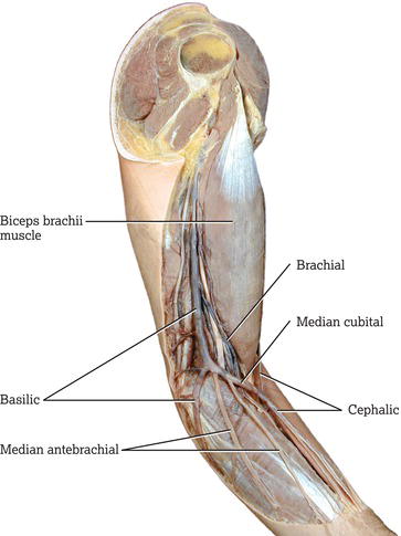 Anteromedial view of the superficial veins of the arm and forearm. Source: Reproduced from Tortora and Derrickson () with permission of John Wiley & S