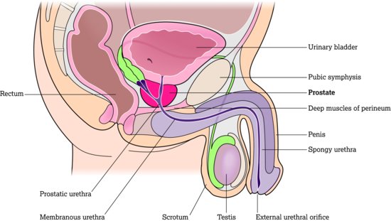 The prostate and its zones. Source: Adapted from Tortora and Derrickson (2011). Reproduced with permission of John Wiley & Sons.