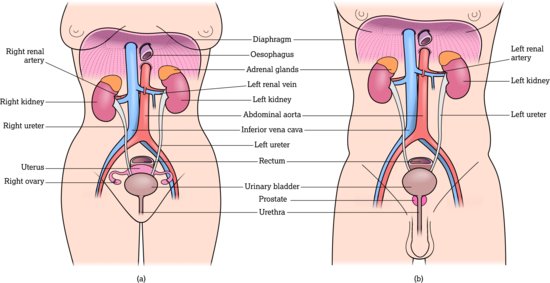 (a) Female urinary system. (b) Male urinary system. Source: Adapted from Tortora and Derrickson (2011). Reproduced with permission of John Wiley & Son