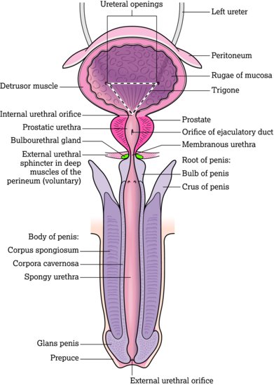 Male internal bladder structure. Source: Adapted from Tortora and Derrickson (2011). Reproduced with permission of John Wiley & Sons.