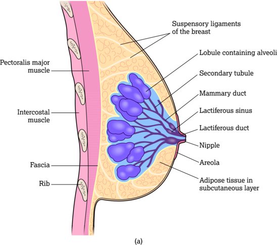 (a) Female breast (sagittal section). (b) Female breast (anterior view, partially sectioned). Source: Adapted from Tortora and Derrickson (2011). Repr