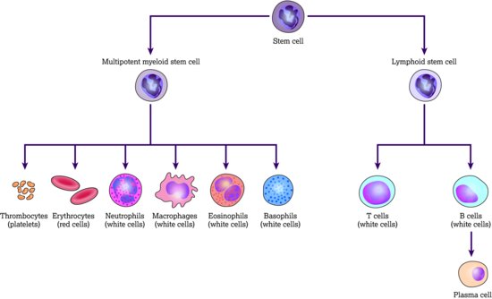 The stem cell and the blood cells that arise from it. Source: Dougherty and Lister ().