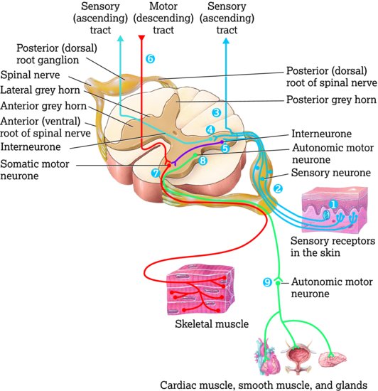 Processing of sensory input and motor output by the spinal cord. Source: Tortora and Derrickson (). Reproduced with permission from John Wiley & Sons.