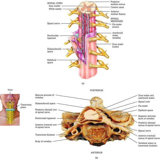 Gross anatomy of the spinal cord. (a) Posterior view and transverse section through spinal cord. (b) Transverse section of the spinal cord within a ce