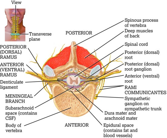 Branches of a typical spinal nerve, shown in cross‐section through the thoracic portion of the spinal cord: transverse section. Source: Tortora and De