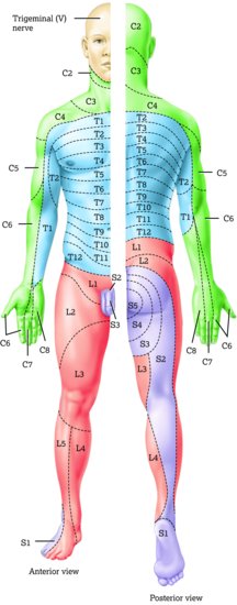 Distribution of dermatomes. Source: Tortora and Derrickson (). Reproduced with permission from John Wiley & Sons.