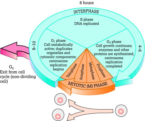 The cell cycle. Source: Adapted from Tortora and Derrickson (). Reproduced with permission of John Wiley & Sons.