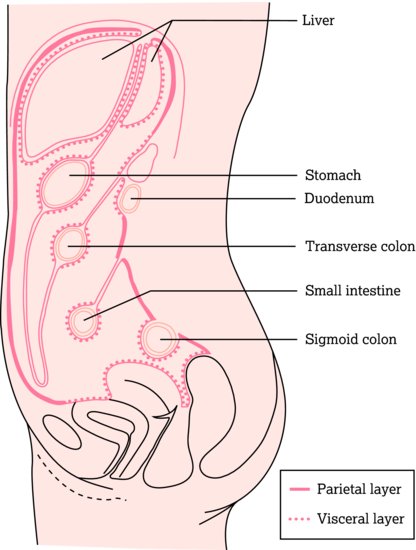 Peritoneum of female in lateral view. Source: Dougherty and Lister (). Reproduced with permission from John Wiley & Sons.