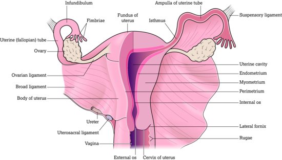 Posterior view of the uterus and associated structures. Source: Tortora and Derrickson (). Reproduced with permission of John Wiley & Sons.