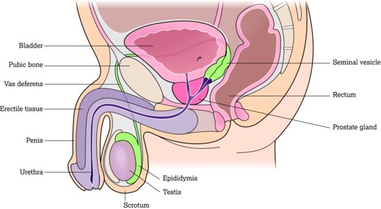 Male organs of reproduction and surrounding structures. Source: Adapted from Tortora and Derrickson (). Reproduced with permission of John Wiley & Son