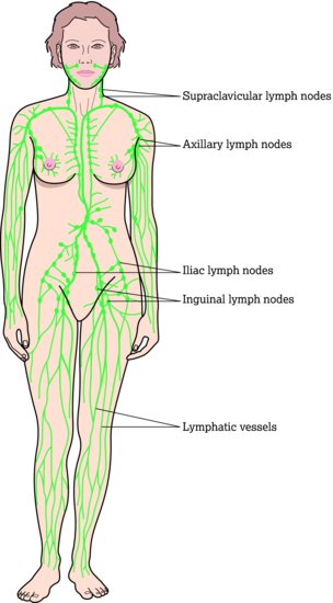 Simplified diagram of the lymphatic system.